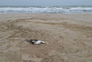 Розлив рослинної олії в Чорному морі призвів до масової загибелі птахів