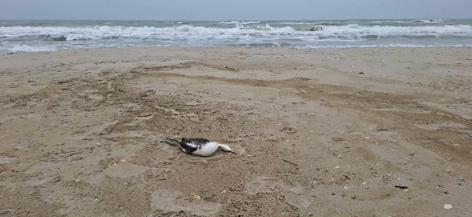 Розлив рослинної олії в Чорному морі призвів до масової загибелі птахів