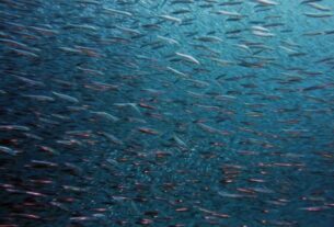 ​Кабмін запустив експериментальний проєкт з електронного декларування права на промислове рибальство