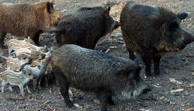 До сотні диких кабанів застрягли біля кордону Фінляндії та росії